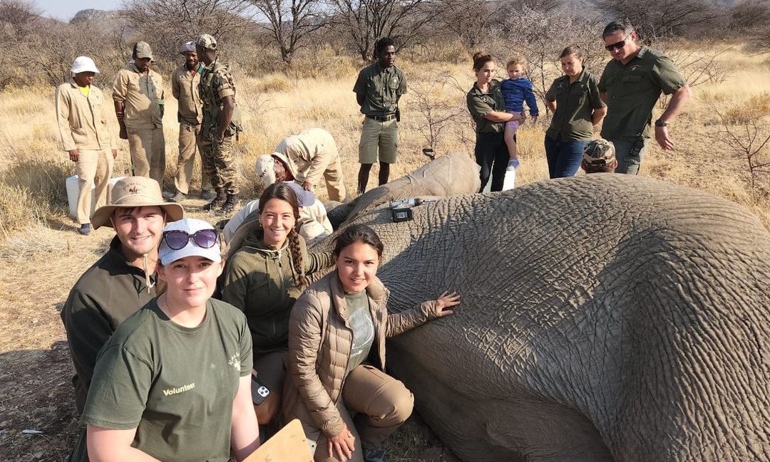 Elephant Translocation