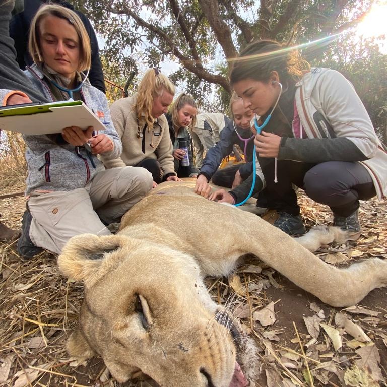 Wild Dog Conservation